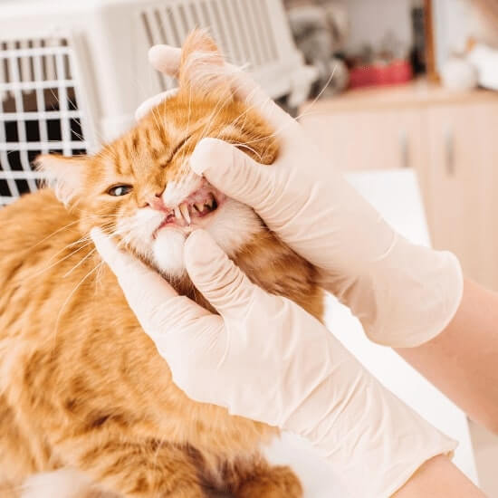 a cat being examined by a veterinarian