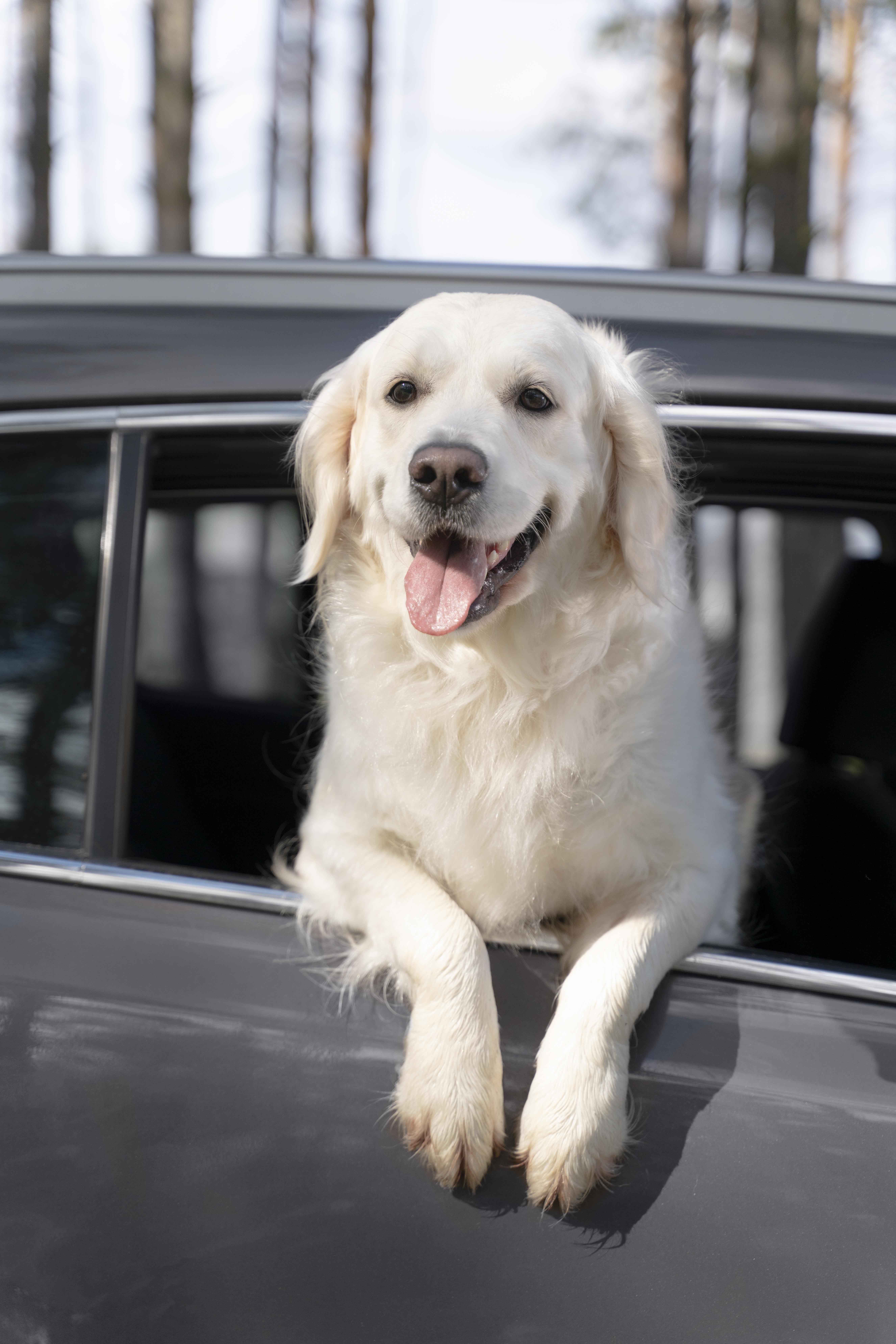 a-dog-sitting-in-a-car