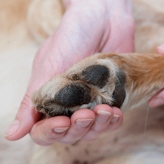 a person touching a paw