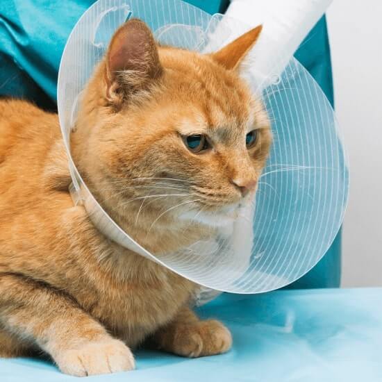 cat wearing a cone