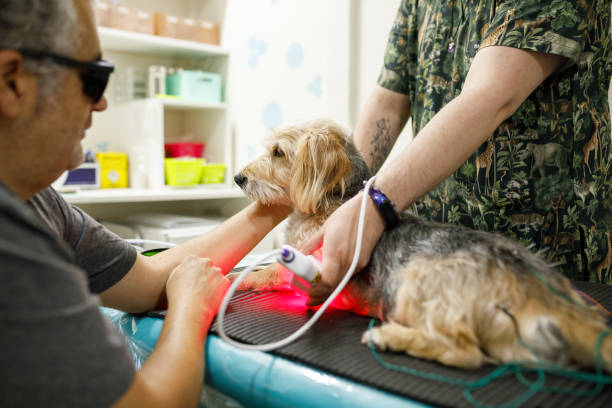 dog having laser therapy