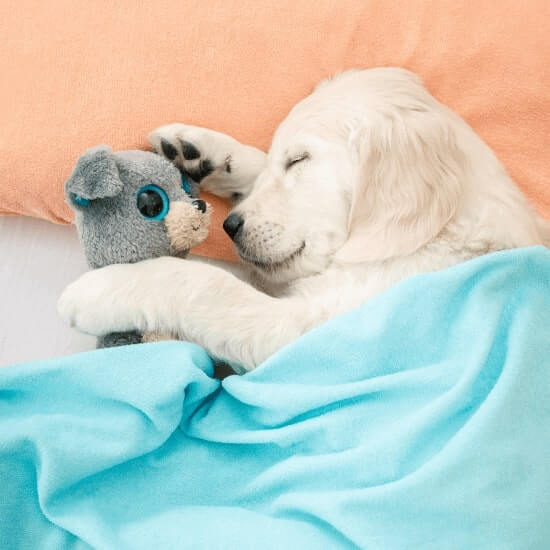 dog sleeping with a toy