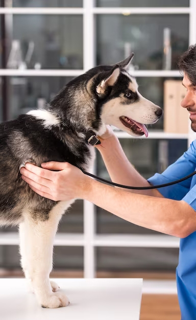 dog-while-examine-doctor