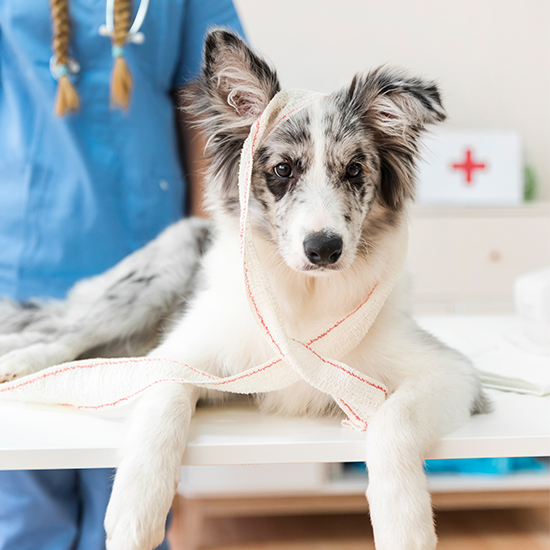 dog with bandaged