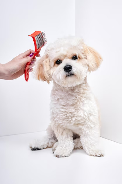 girl-combs-hair-domestic-pet-puppy