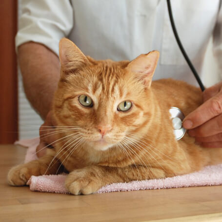 veterinarian examine a cat